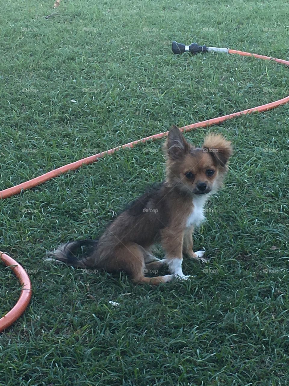 Pomchi