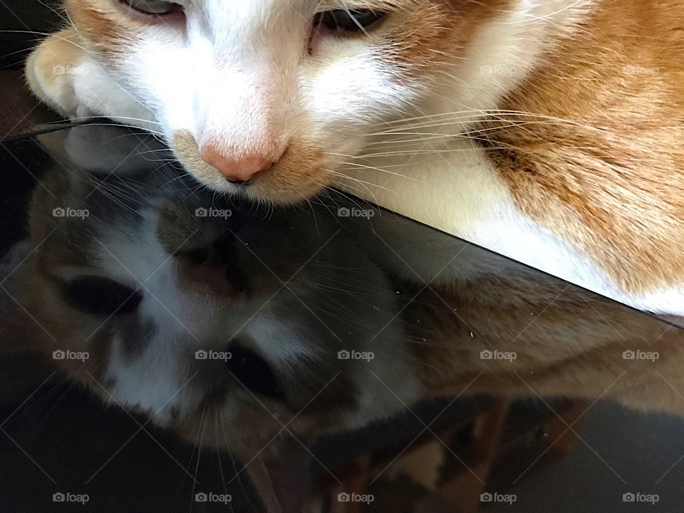 Cat reflected in tablet