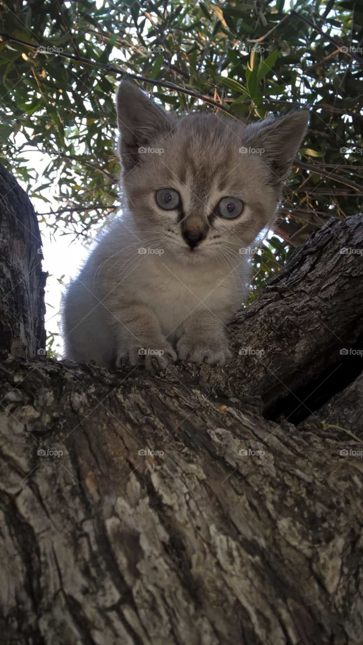 My beloved cat Viola on the olive tree in my garden.