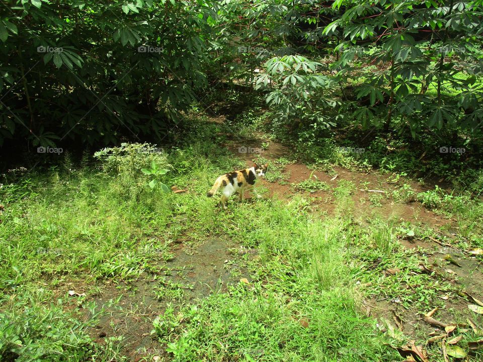 Cat in the grass
