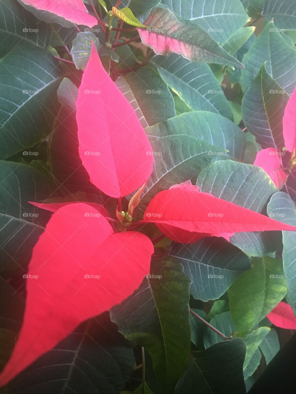 Poinsettia turning red in spring 