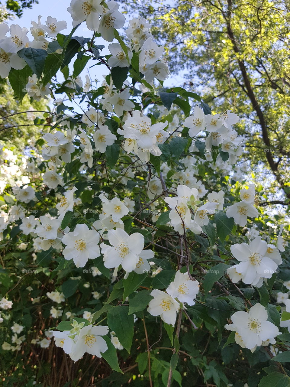 Jasmine in bloom