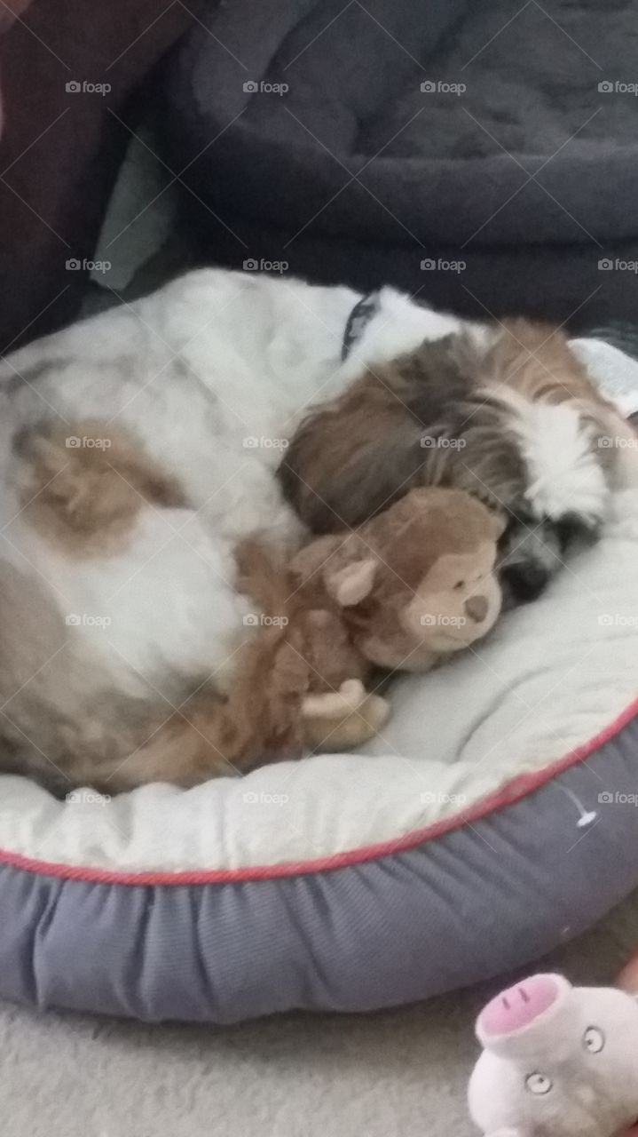 Bailey cuddling his toy monkey