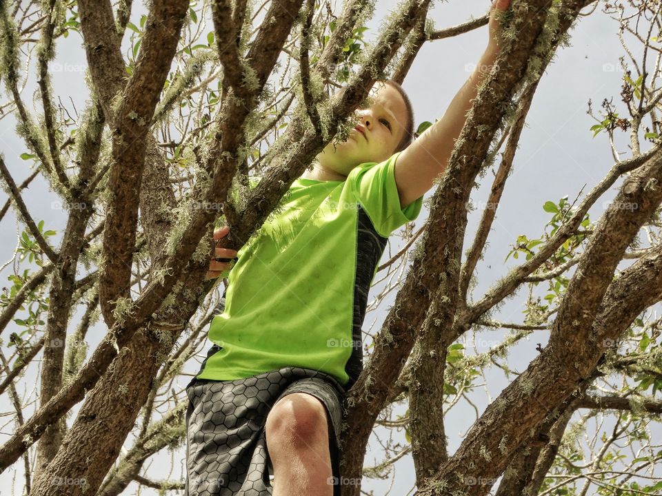 Young Boy Climbing A Tree
