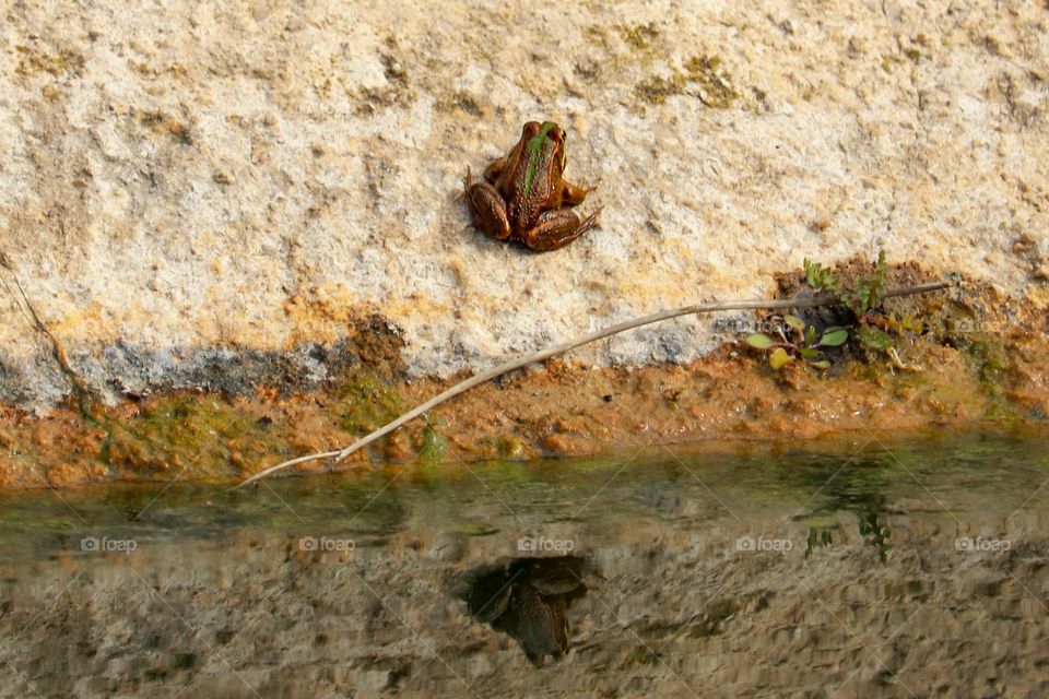 A green toad