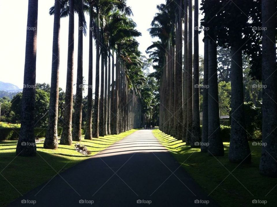 most beautiful trees in either side