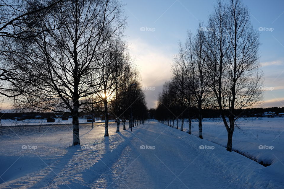 Winter, Snow, Cold, Frost, Tree