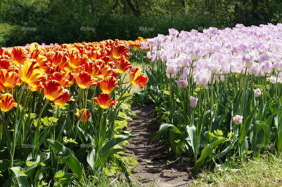 power of flower colors