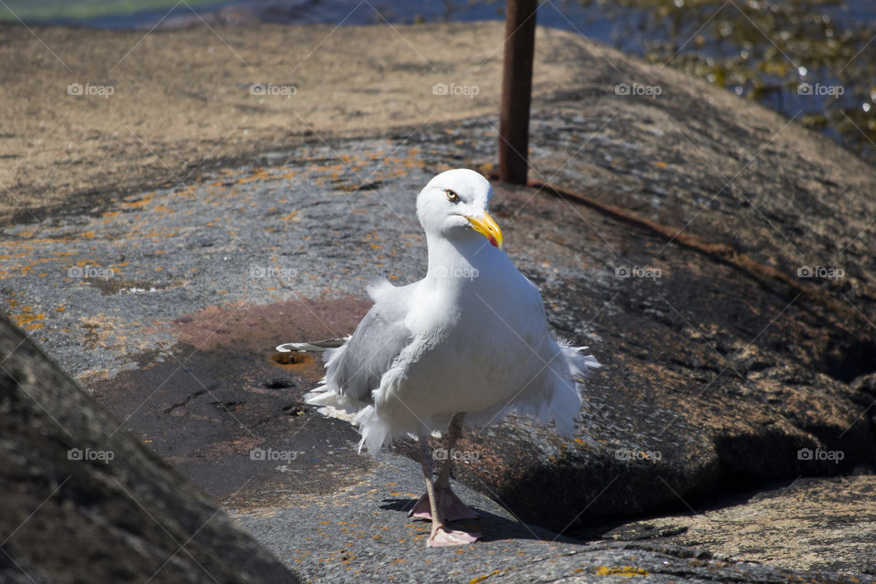 Seagull with attitude walking on the cliffs towards the camera, eye contact .
Gråtrut mås med attityd går på klipporna mot kameran, ögonkontakt