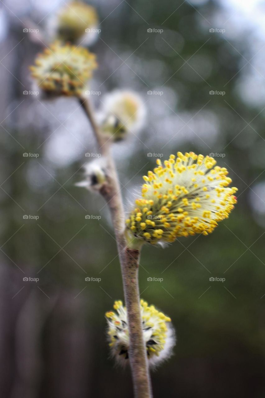 Blooming Pussy Willow