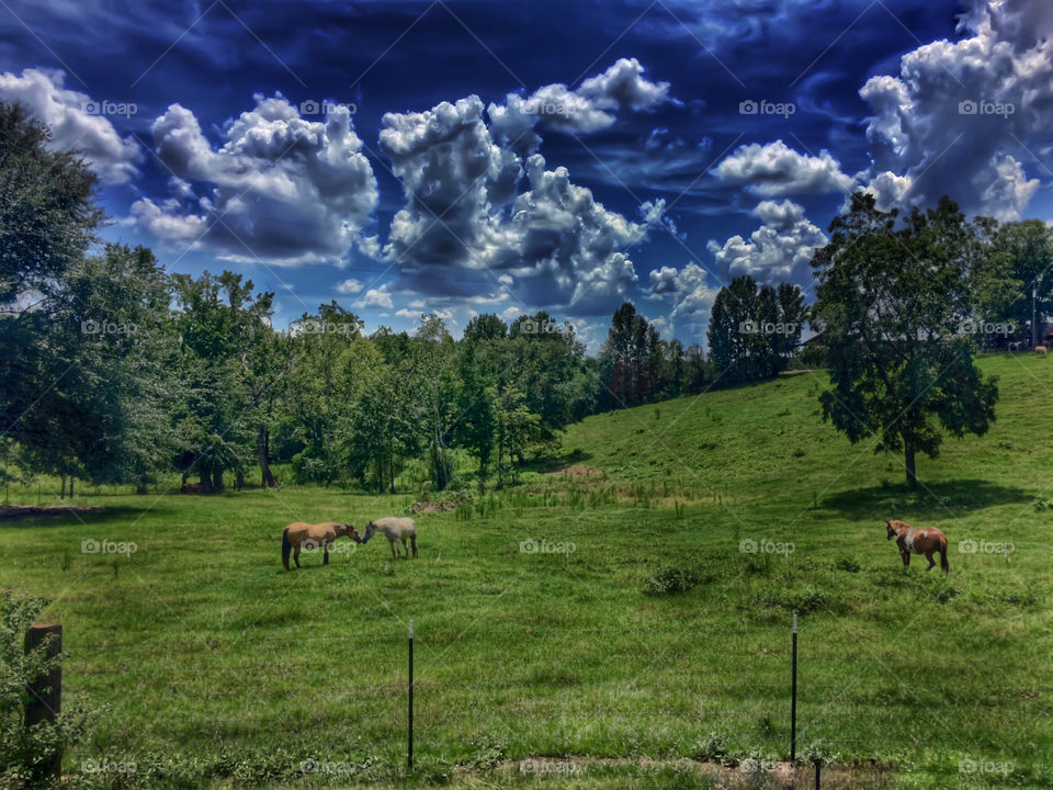 Horses on grassy landscape