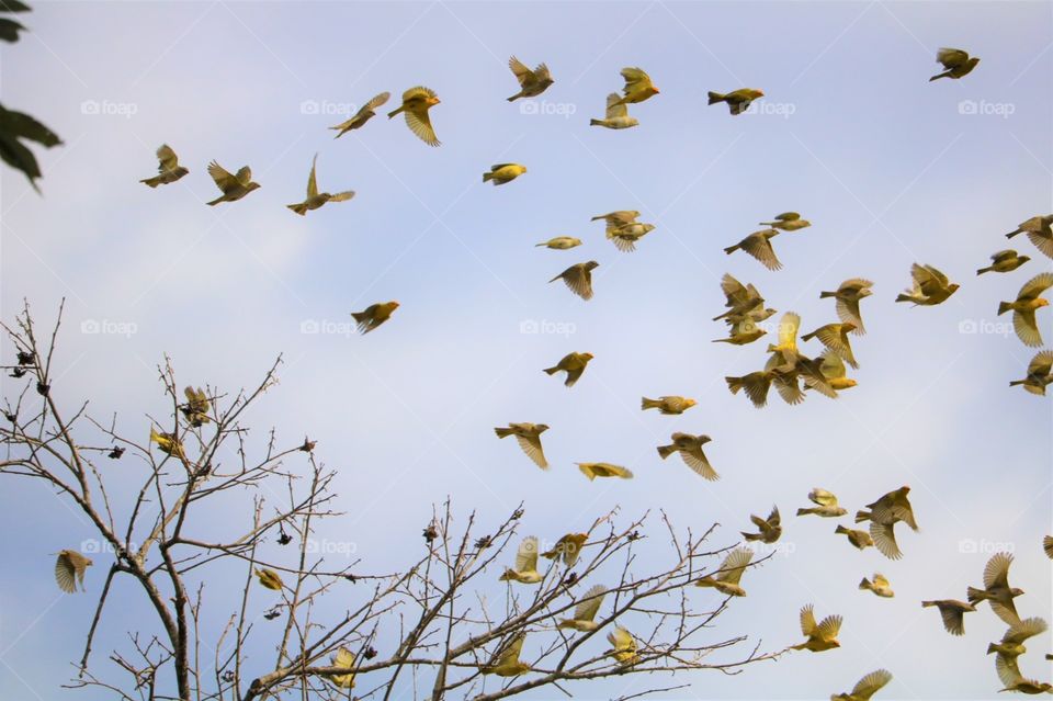 Liberdade de voo. Click de Pássaros amarelos levantando voo de uma árvore com galhos sem folhas.