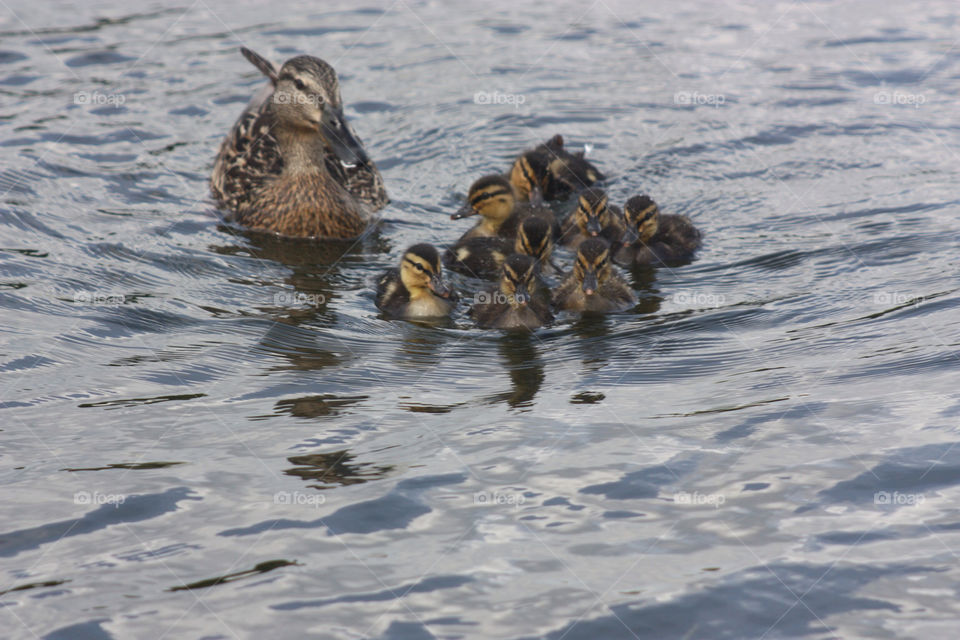 river family duck duckling by twickers