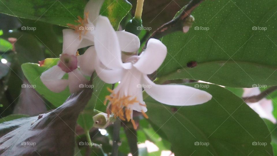 white flowers.