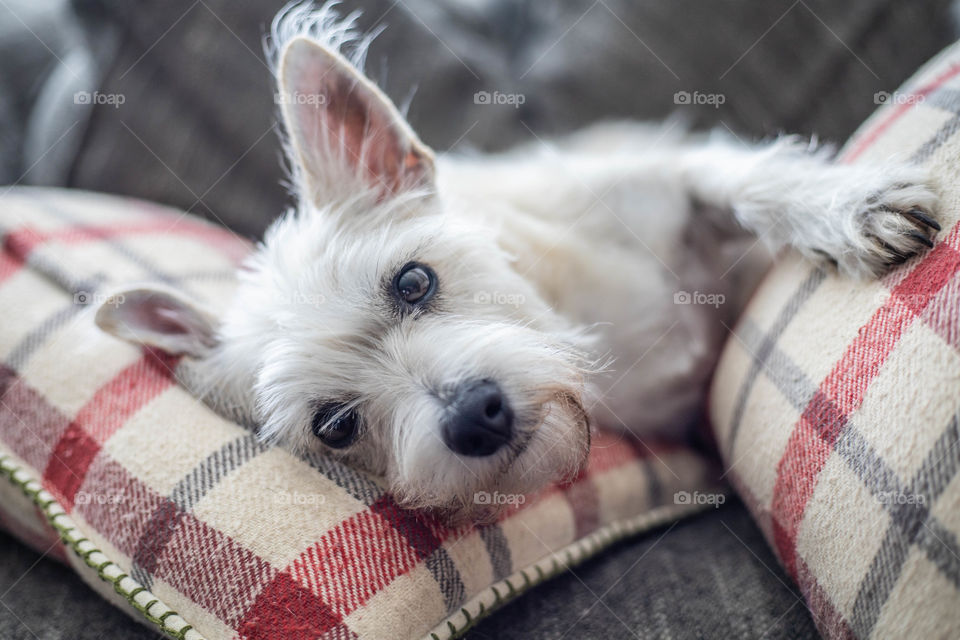 Sweet dog laying on the couch