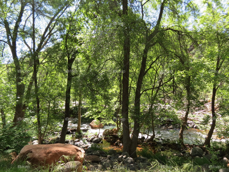 Trees, Creek and Sunshine.