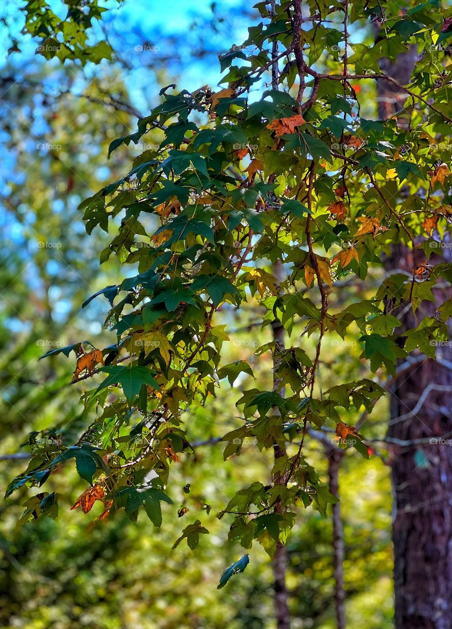 Leaves changing to guide us into Fall.