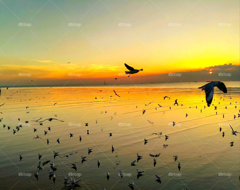 Birds on beach