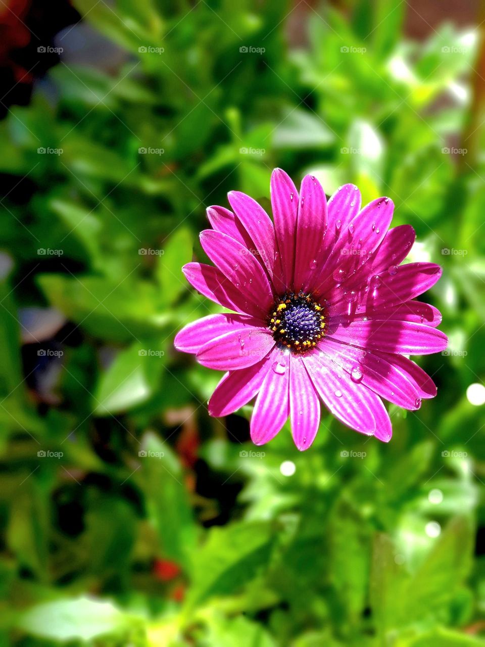 plants - beautiful pink flower in the sunlight