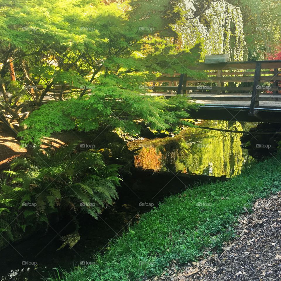 Park Bridge Reflection 