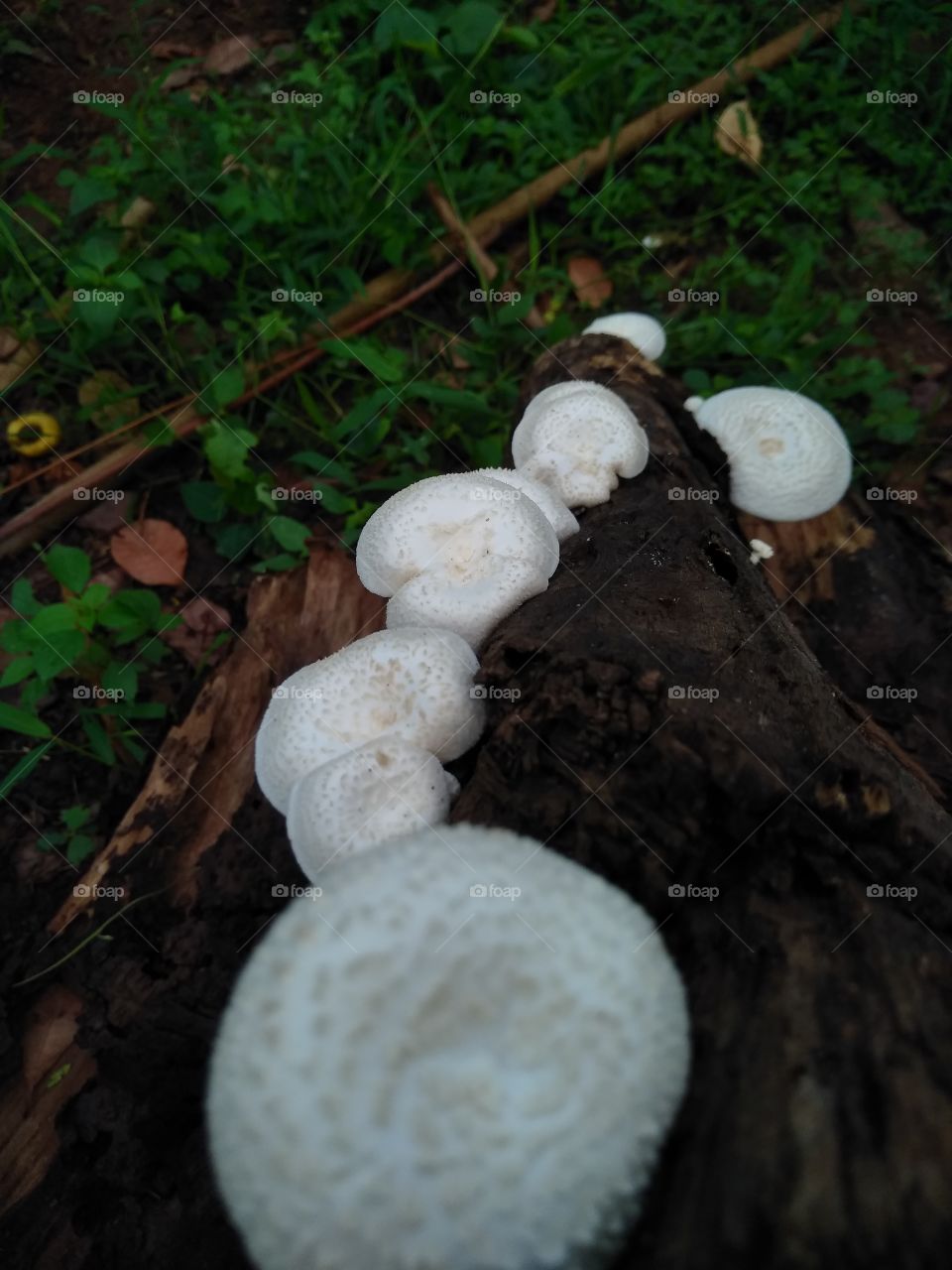 white mushroom