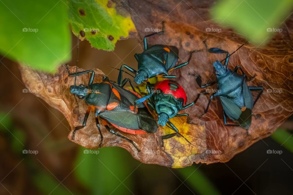 A family of four of Florida Predatory Stink Bugs (Euthyrhynchus floridanus) just hang’n out on a leaf. 