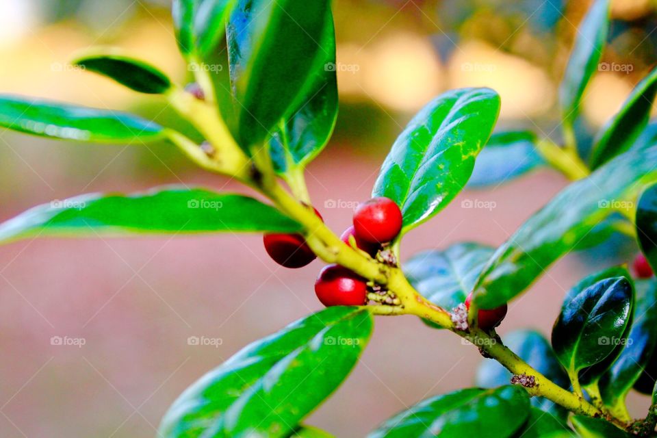 Close-up of a holly tree