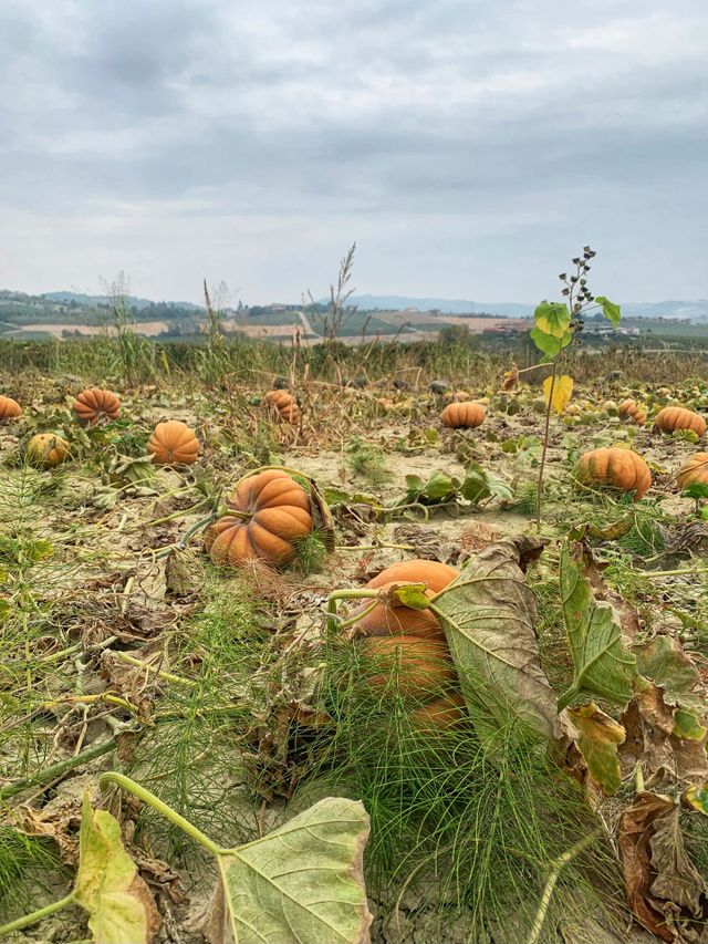 Pumpkins