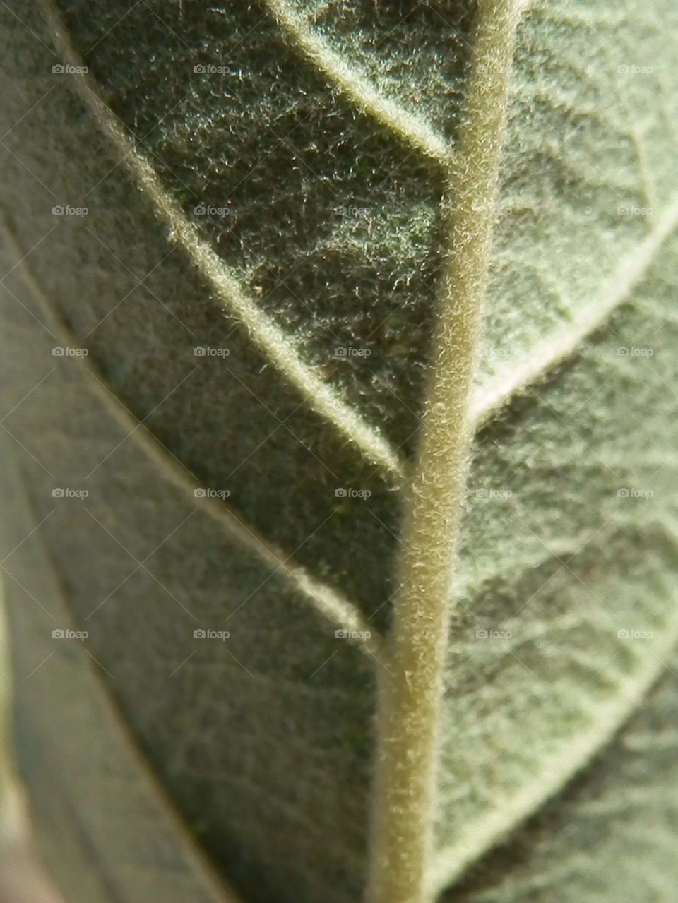 Leaf