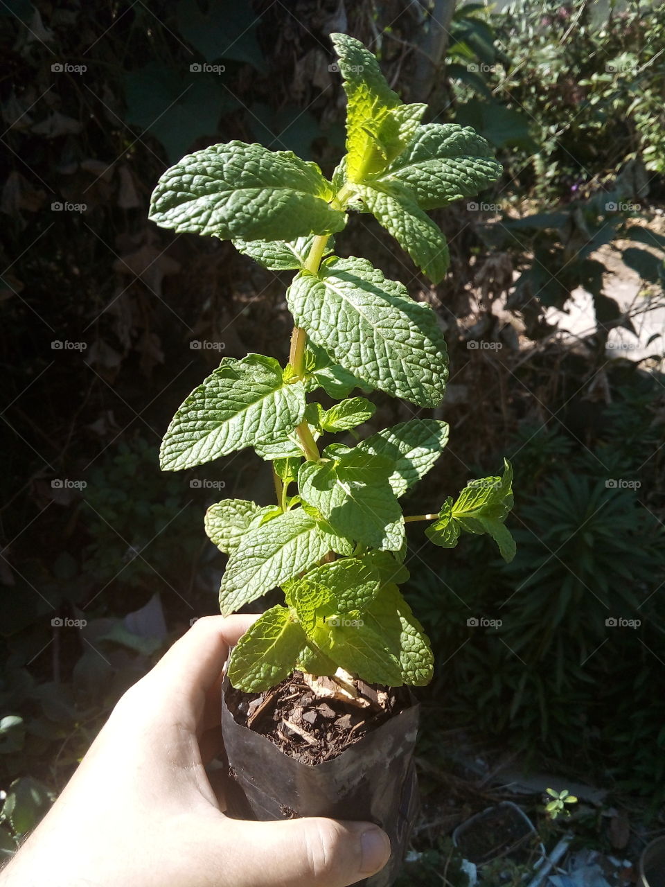 A hortelã-verde, conhecida como hortelã-de-leite, hortelã-das-cozinhas, hortelã-dos-temperos ou simplesmente hortelã, é uma planta herbácea perene.