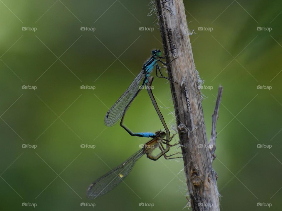 Mating of damselfly 