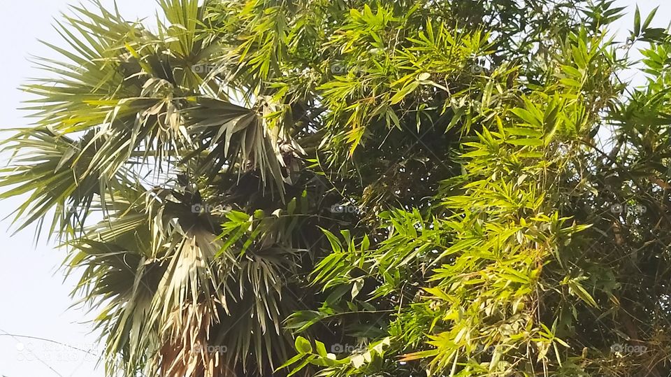 plan tree and bamboo