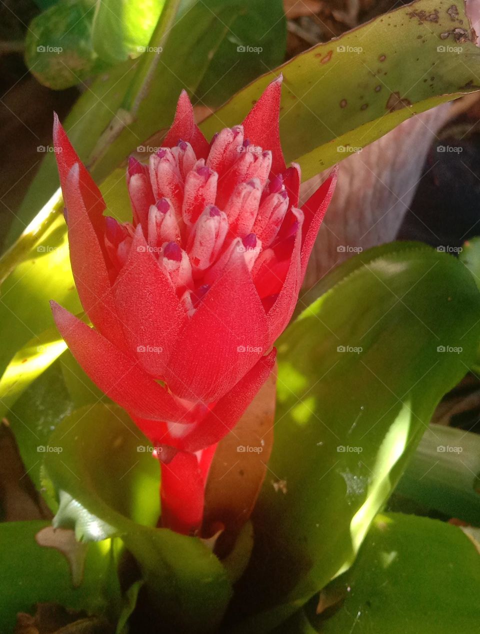 Bromeliad flower 1
