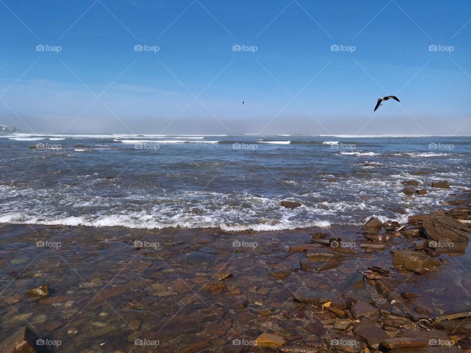 Seagull flying in the beach