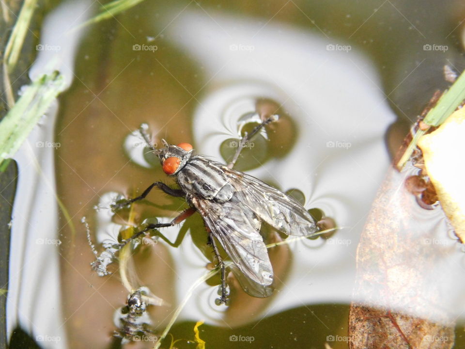 Beautiful Macro Shots