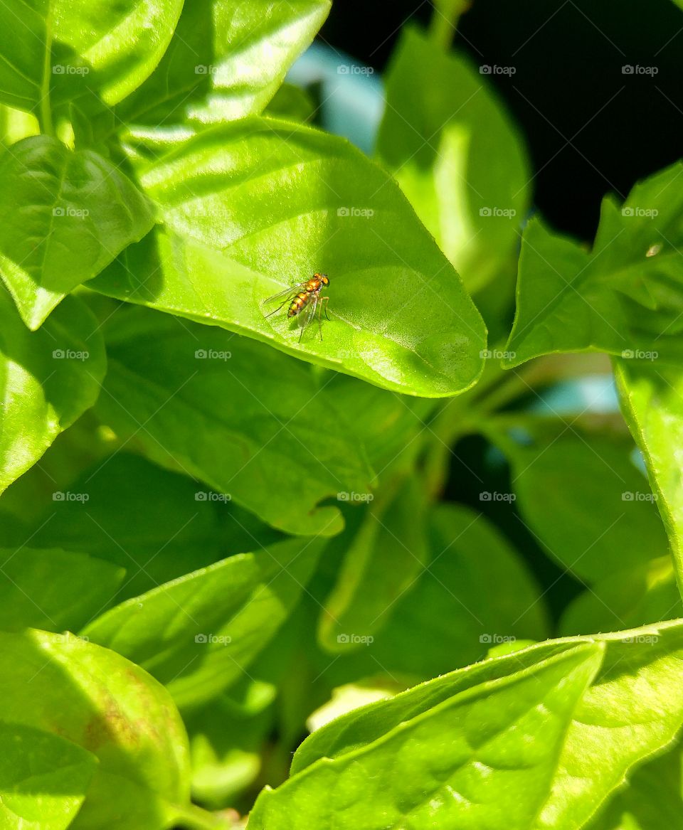 tiny bug on a leaf