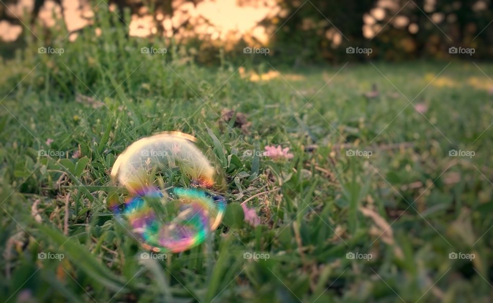 Rainbow Bubble in the Grass at Sunset