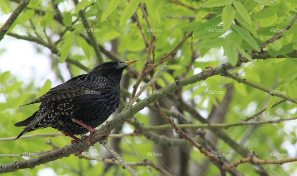Starling on branch amid bright green spring foliage 