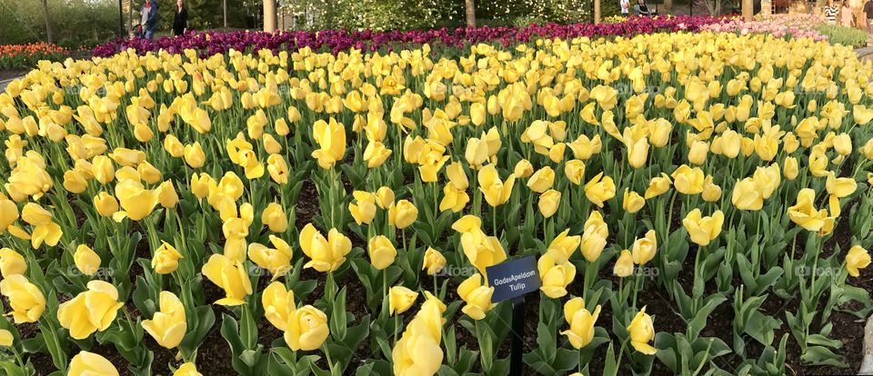 Yellow tulips 