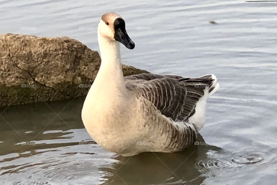 Goose, Chinese Goose, Chinese, Gray, gray goose, grey, grey goose, water, lake, rock, feathers, wings, bill, beak,