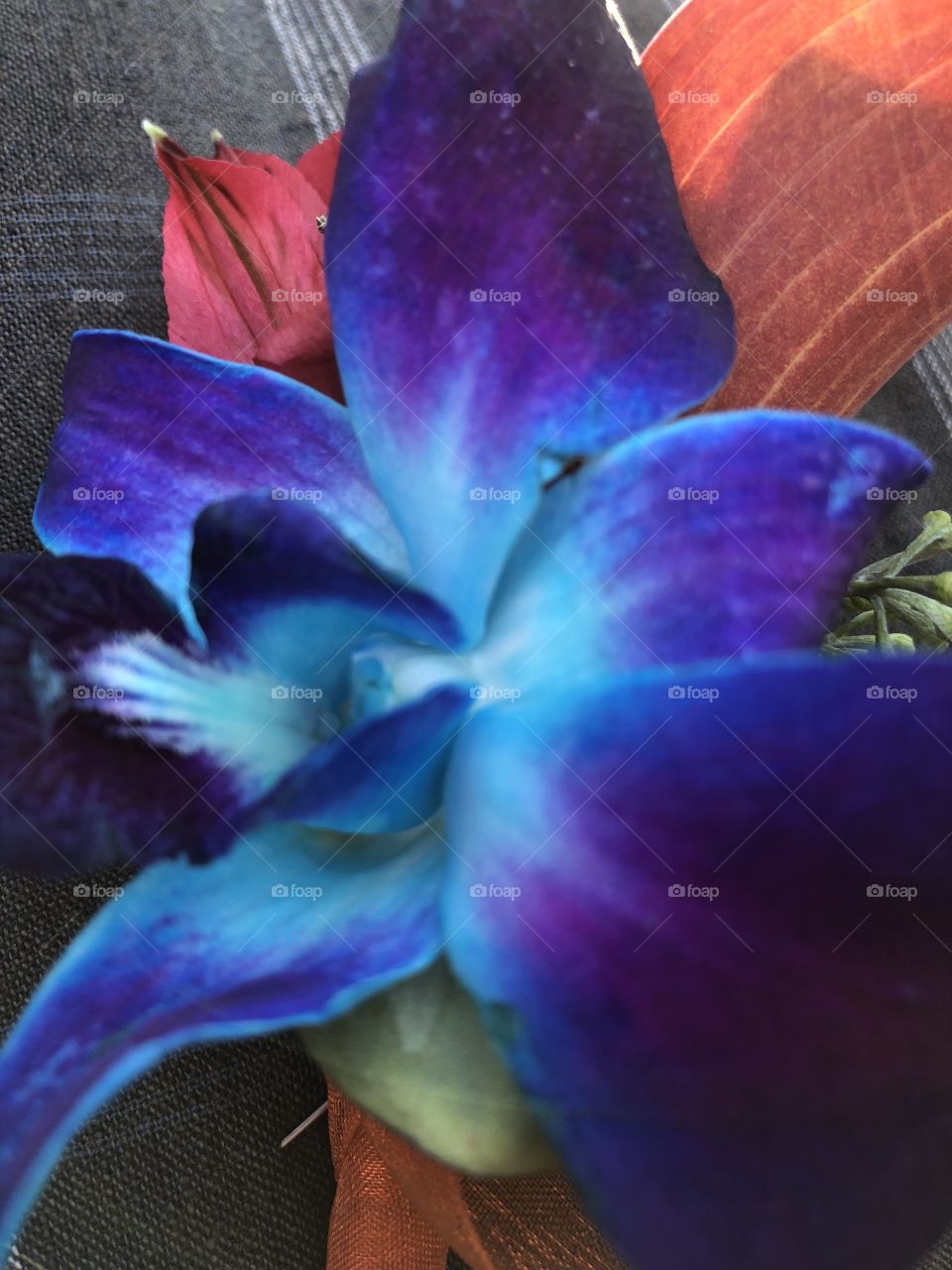 Purple/blue lilly