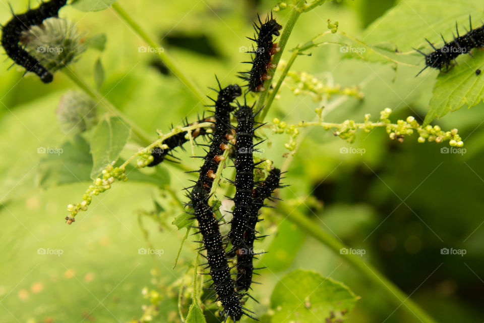 Insect, Nature, Caterpillar, Summer, Butterfly