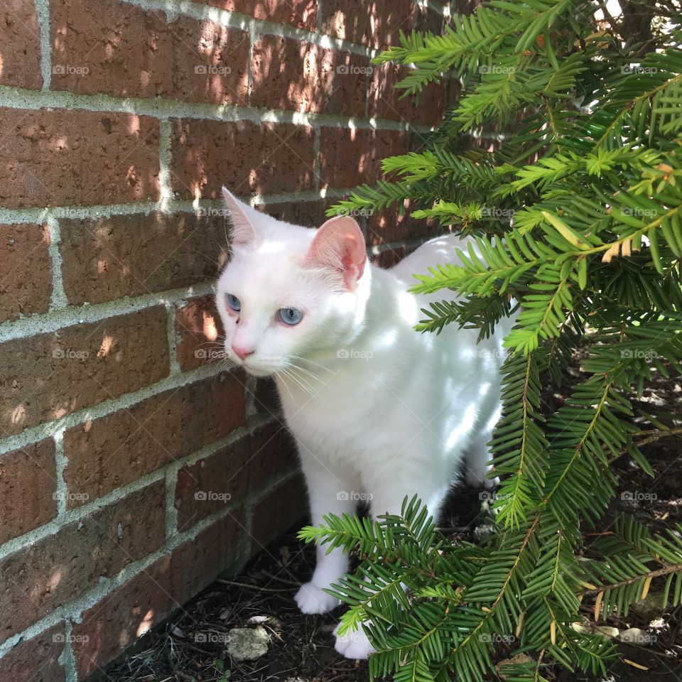 Cute kitty cat exploring the outdoors 
