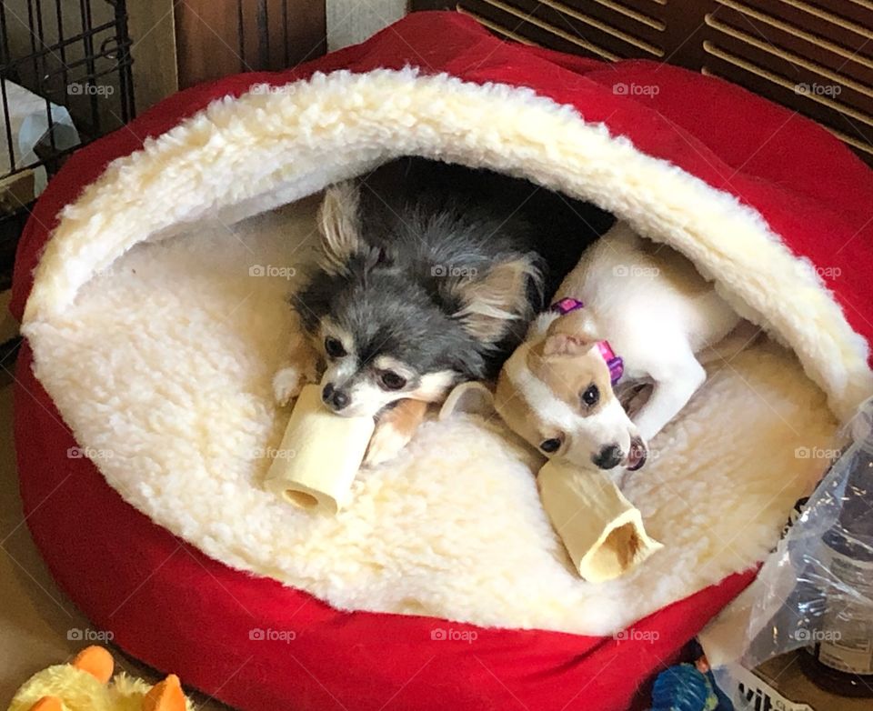 Chihuahua puppy 