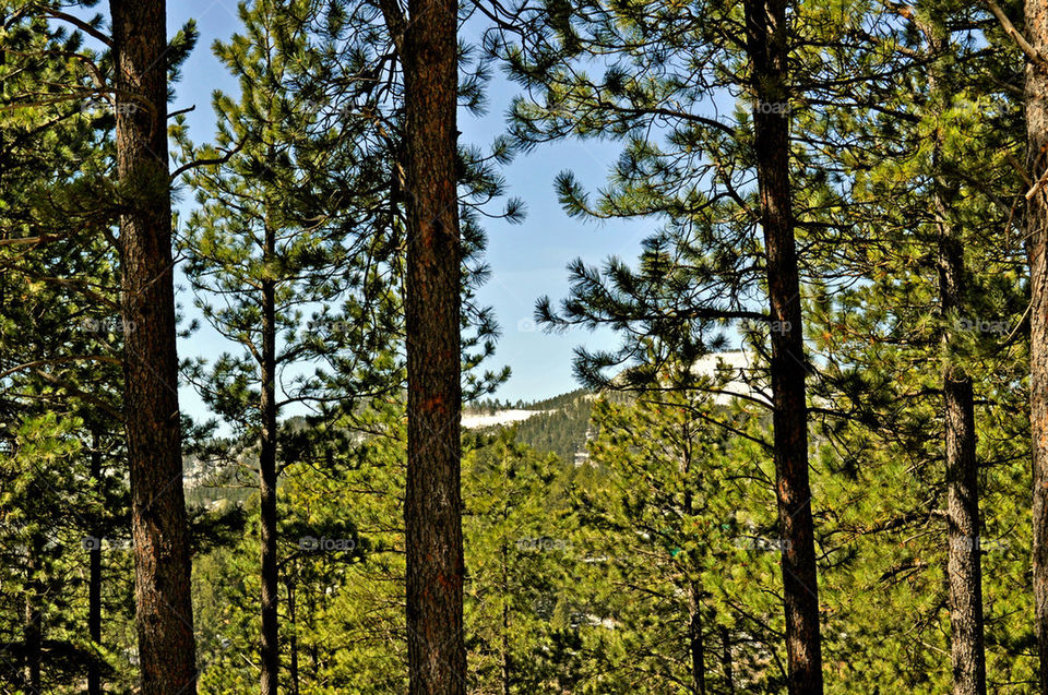 trees black hills deadwood south dakota by refocusphoto