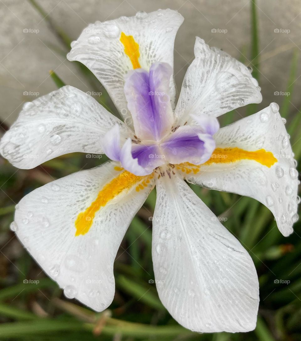 🌹 🇺🇸 Very beautiful flowers to brighten our day.  Live nature and its beauty. Did you like the delicate petals? / 🇧🇷 Flores muito bonitas para alegrar nosso dia. Viva a natureza e sua beleza. Gostaram das pétalas delicadas? 