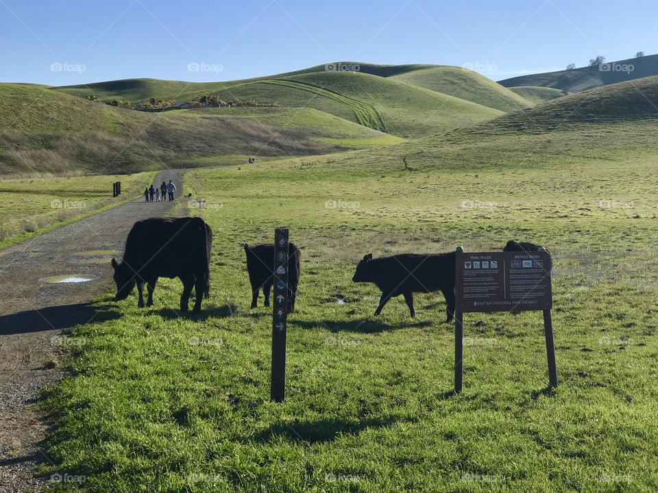 Cow grazing 