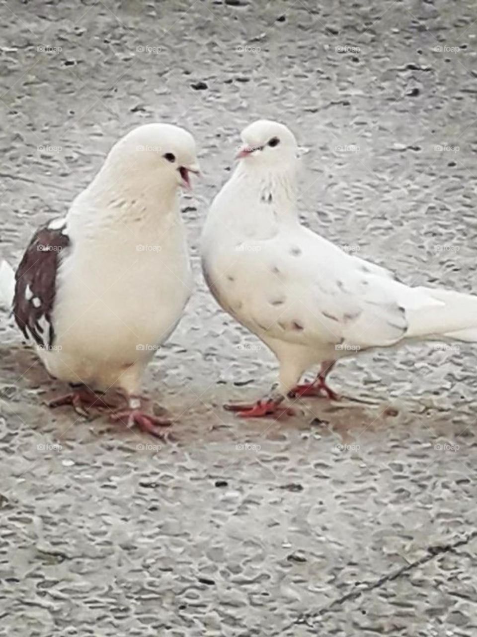 Pigeons are gentle and smart