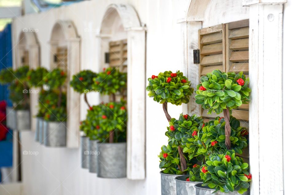 Plants in pots