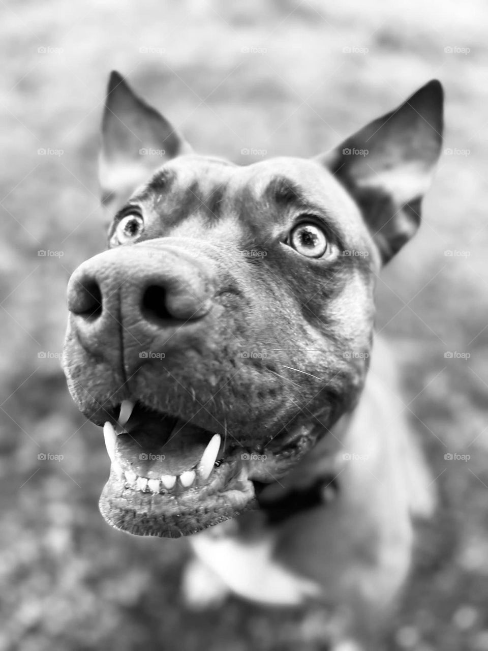 Perro en blanco y negro 